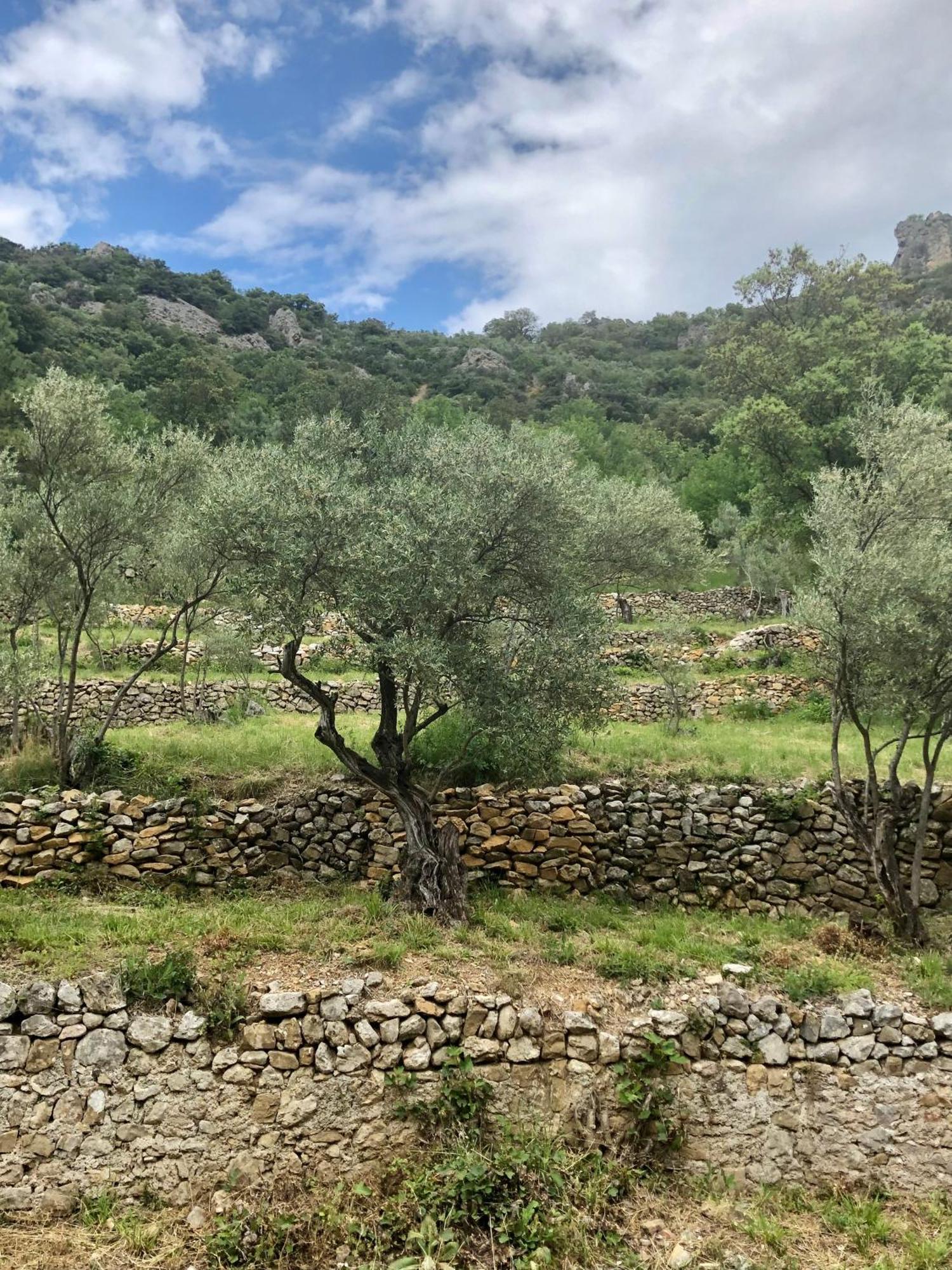 Charmante Maison A Saint Guilhem Le Desert Extérieur photo